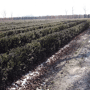 QuickHedge Taxushaag (kant en klaar haag)